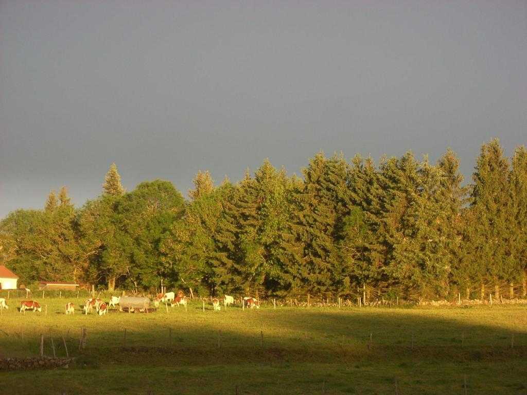 Les Roulottes De La Ferme Des Chanaux Saint-Julien-d'Ance Rum bild